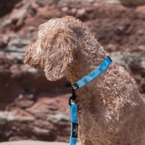 Soho Coral Collar S 20-30cm