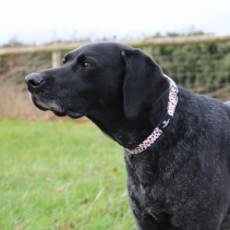 Soho Dalmatian Collar S 20-30cm