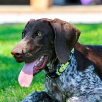 Soho Sunflower Collar S 20-30cm