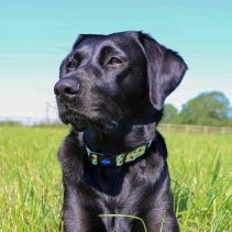 Soho Sunflower Collar S 20-30cm