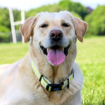 Yellow Check Collar S