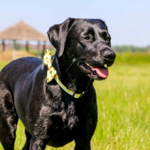 Yellow Check Collar S