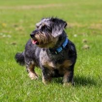 Soho Daisy Collar S 20-30cm