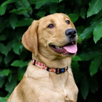 Soho Maple Leaf Collar S 20-30cm