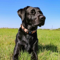 Soho Maple Leaf Collar S 20-30cm