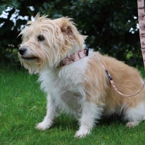 Soho Woodland Collar M 30-50cm