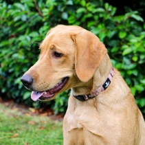 Soho Woodland Collar M 30-50cm