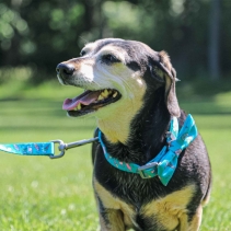 Soho Ice Cream Collar L 45-70cm