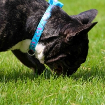 Soho Ice Cream Collar L 45-70cm