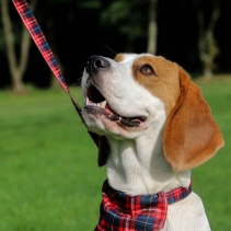 Soho Tartan Lead 100cm | 50kg