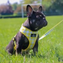 Soho Yellow Check Lead 100cm | 50kg