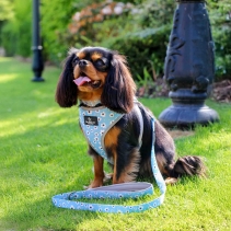 Soho Daisy Lead 100cm | 50kg