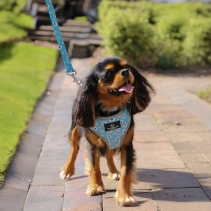 Soho Daisy Lead 100cm | 50kg