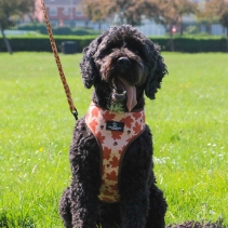 Soho Maple Leaf Lead 100cm | 50kg