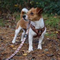 Soho Woodland Lead 100cm | 50kg