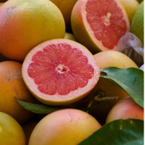 Dog Shampoo Lemon And Grapefruit 200ml