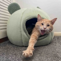 Teddy Bear Ear Cave Bed (Sage)