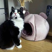 Teddy Bear Ear Cave Bed (Rose)