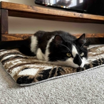 Self Heating Aztec Brown Pad S 48x38cm