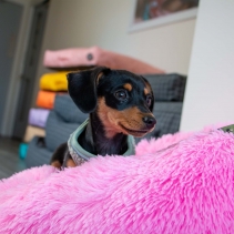 Super Plush Donut Bed 70cm Pink