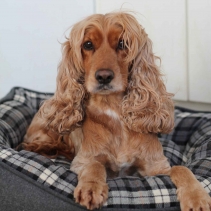 Black and Grey Tartan Donut Bed 70cm