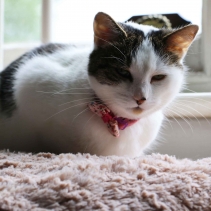 Vintage Bow Safety Cat Collar Pink