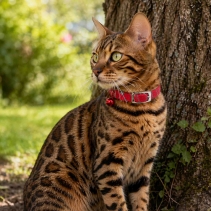 Softweave Refl Elastic Cat Collar Red