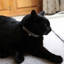 Refl Hearts Safety Cat Collar Silver