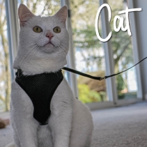 Soft Cat Harness and Lead Black S