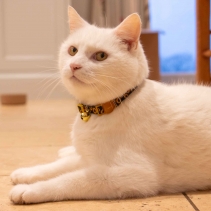 Sunflower Cat Collar