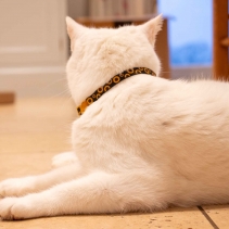 Sunflower Cat Collar