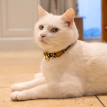 Sunflower Cat Collar