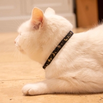 Moon & Stars Cat Collar