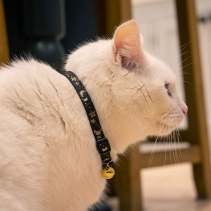 Moon & Stars Cat Collar