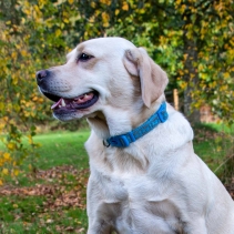 Paw Collar Blue 30-50cm Size 2-5