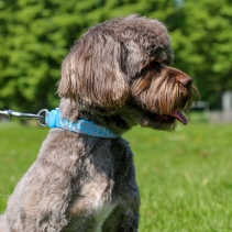 Paw Collar Blue 30-50cm Size 2-5