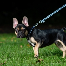 Soho Checkerboard Collar S 20-30cm