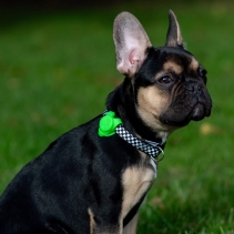 Soho Checkerboard Collar S 20-30cm