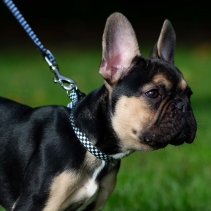 Soho Checkerboard Collar M 30-50cm