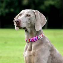 Soho Rainbow Collar M 30-50cm