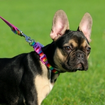 Soho Rainbow Collar M 30-50cm