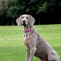 Soho Rainbow Collar M 30-50cm