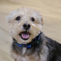 Soho Blue Tartan Collar S 20-30cm