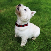 Soho Red Tartan Collar L 45-70cm