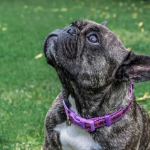 Pink Woof Collar 20-30cm Size 1-2