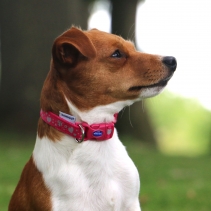 Soho Pink Reflective Hearts Collar S 20-30cm