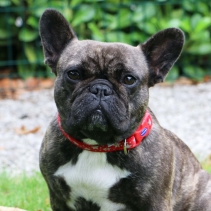 Soho Red Reflective Stars Collar L 45-70cm