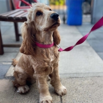 Padded Viva Collar Pink 45-54cm Size 6