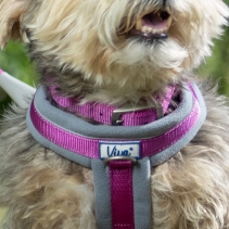Padded Viva Collar Purple 45-54cm Size 6