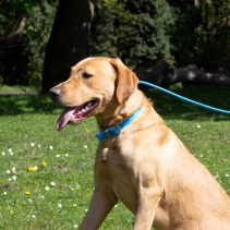 Padded Viva Collar Pink 50-59cm Size 7